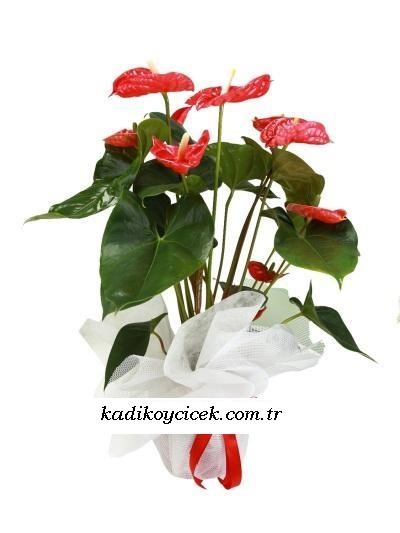 Antoryum Saksı Çiçeği KC01