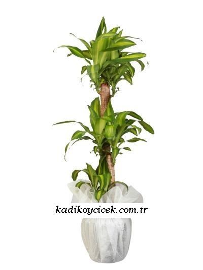 Cnr Fuar Alanı çiçekçi