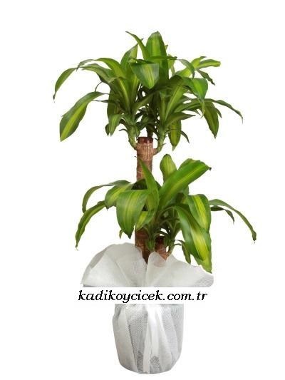 2 li Yucca Masengena Saksı Çiçeği