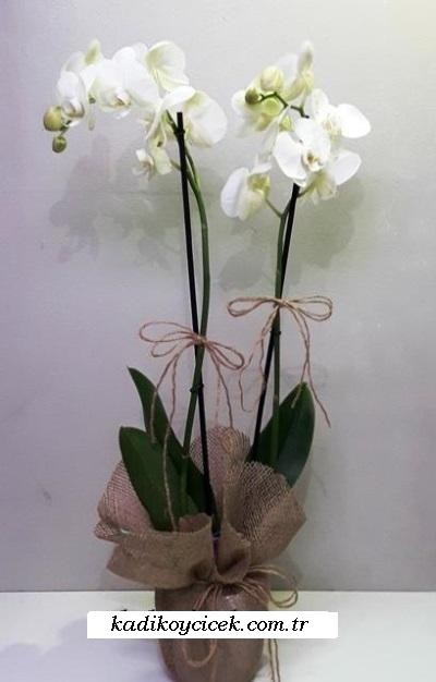 Çift Dallı Beyaz Orkide KC17