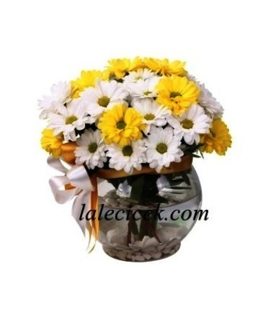 Cam Fanusta Aranjman