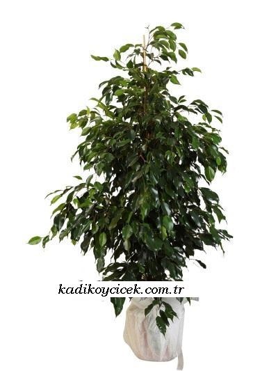 Cnr Fuar Alanı çiçekçi