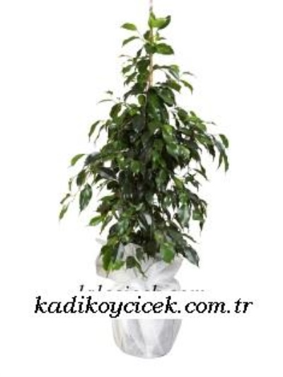 Cnr Fuar Alanı çiçekçi