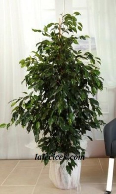 Cnr Fuar Alanı çiçekçi