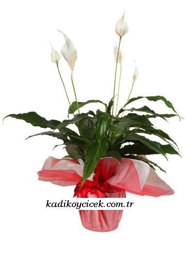 Cnr Fuar Alanı çiçekçi