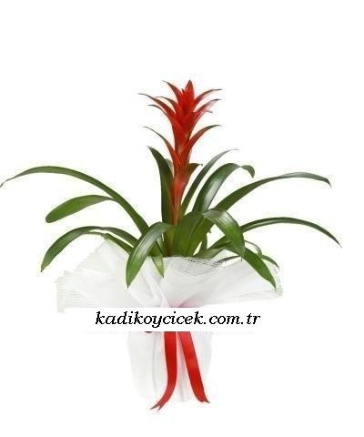 Cnr Fuar Alanı çiçekçi