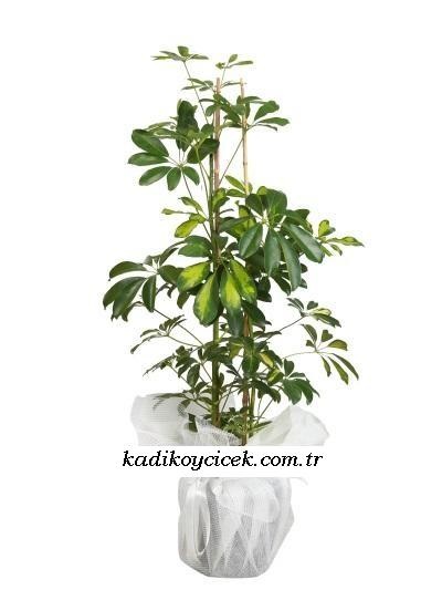 Cnr Fuar Alanı çiçekçi