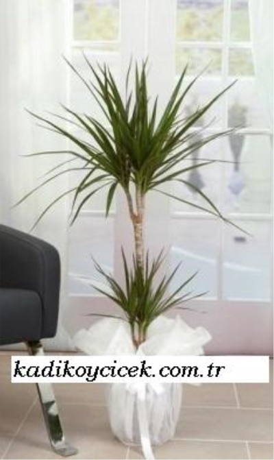 Cnr Fuar Alanı çiçekçi