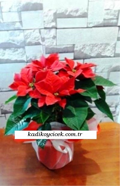 Ponsetya ( Atatürk Çiçeği )